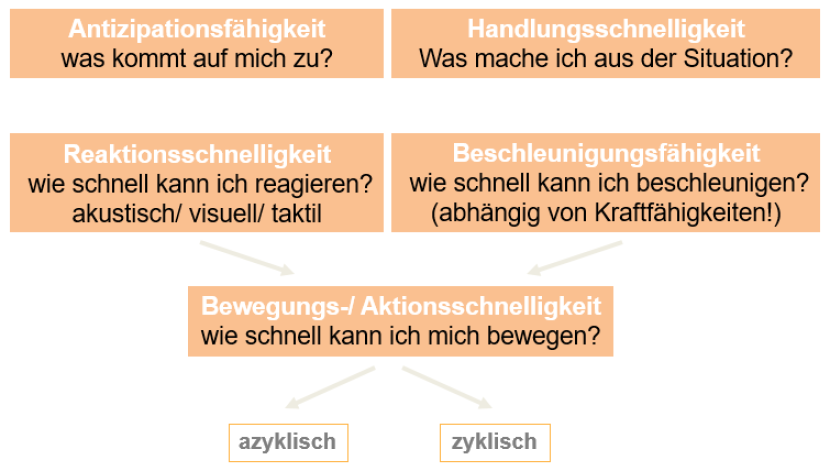 Erscheinungsformen der Schnelligkeit