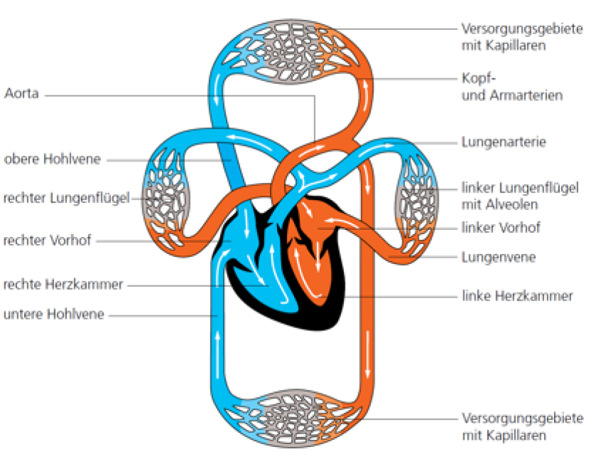 Globale Organsysteme