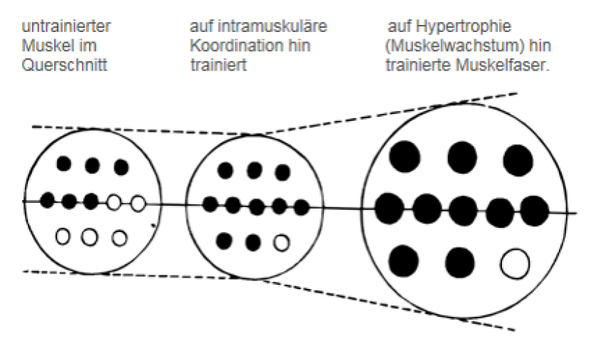 Methodical aspects of strength training