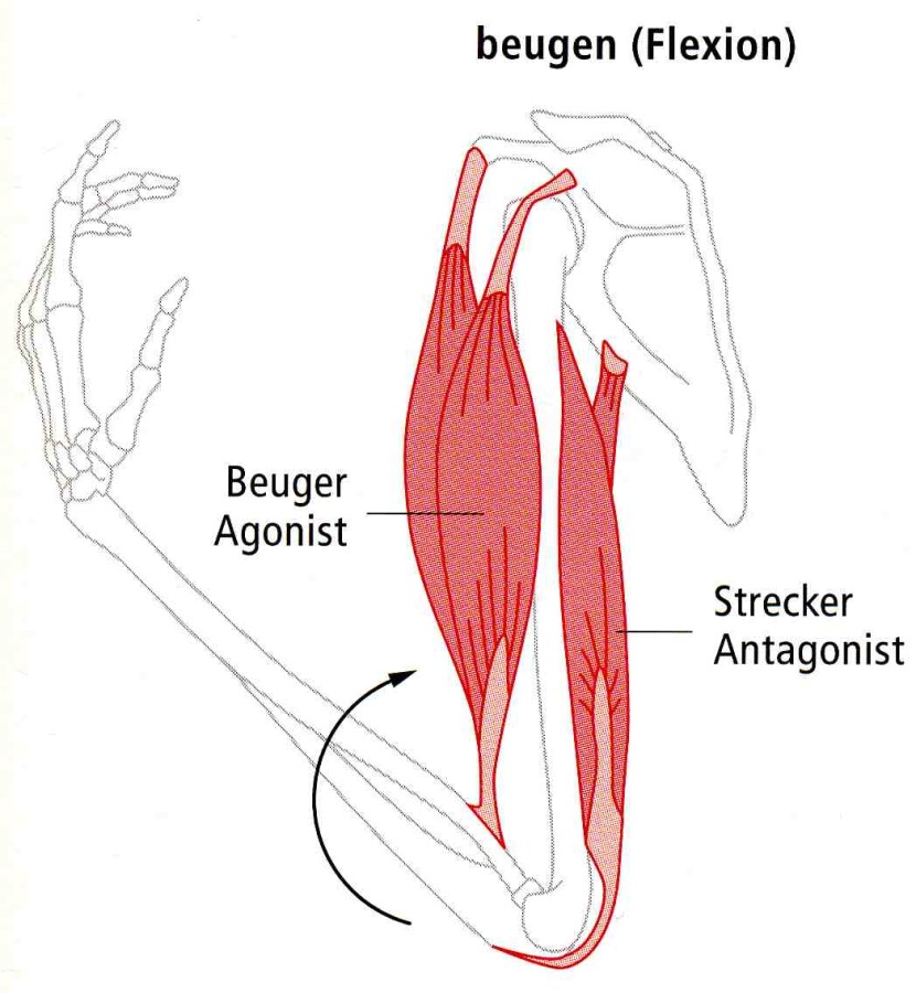Active structures