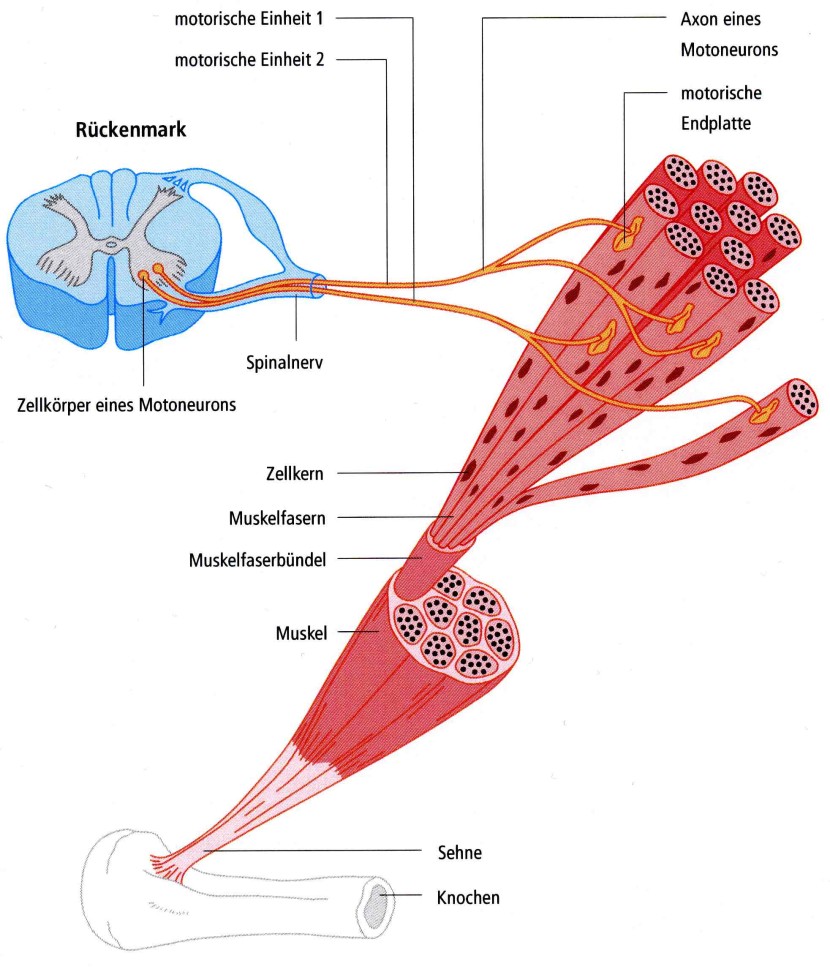 Regulation and control system