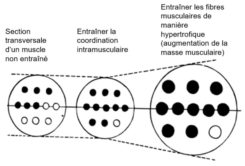Aspects méthodiques de l'entraînement de la force