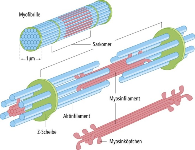 Active structures