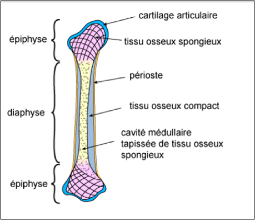 Structures passives