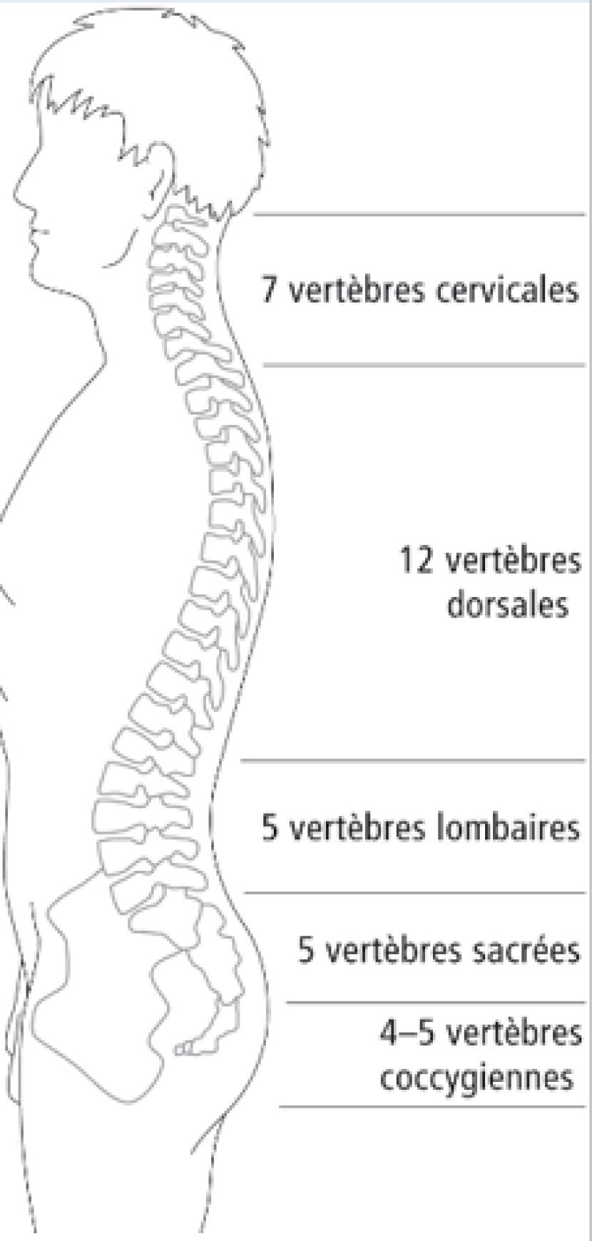 Structures passives