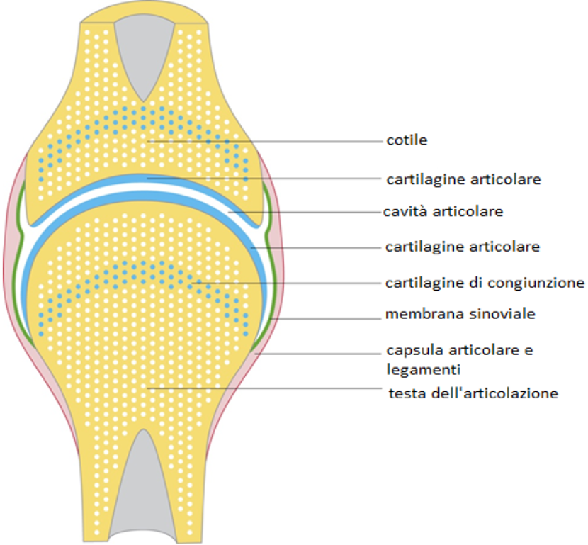 Strutture passive