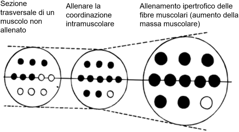 Aspetti metodici dell'allenamento della forza