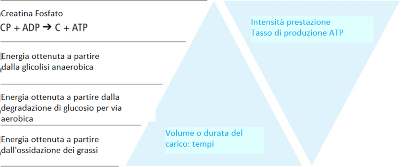 Metabolismo